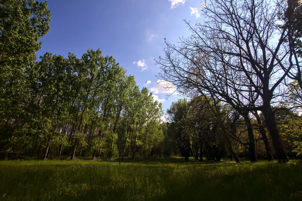Mező Magas Fák Közepén Egy Park Tavasszal Olasz Vidéken — Stock Fotó