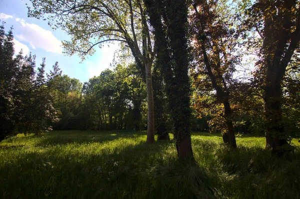 Espaço Aberto Com Árvores Bordo Iluminado Pelo Sol Parque Campo — Fotografia de Stock