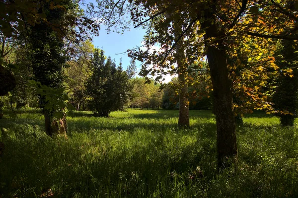 Открытое Пространство Деревьями Картой Освещенной Солнцем Парке Сельской Местности — стоковое фото