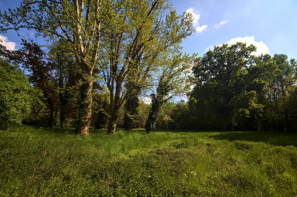 Mező Magas Fák Közepén Egy Park Tavasszal Olasz Vidéken — Stock Fotó