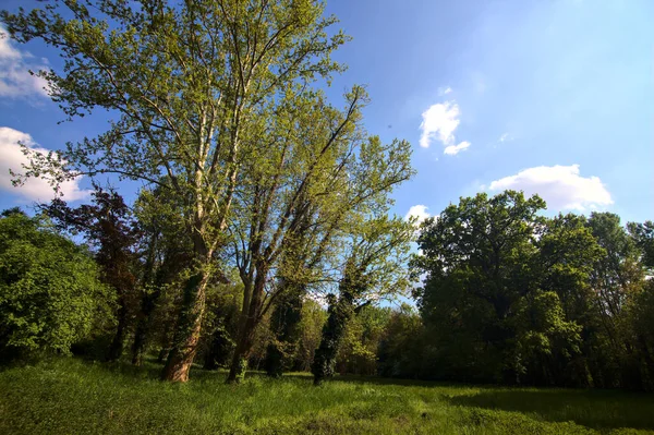 Campo Com Relva Alta Árvores Meio Parque Primavera Campo Italiano — Fotografia de Stock