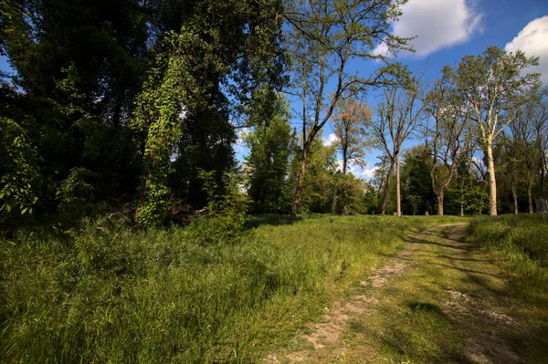 Path Open Field Park — Fotografia de Stock