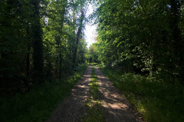 Caminho Sombrio Delimitado Por Árvores Parque Campo Italiano — Fotografia de Stock