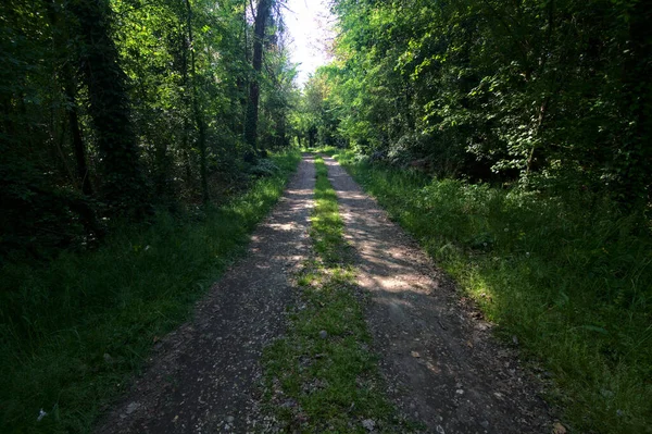 イタリアの田舎の公園の木に囲まれた日陰の道 — ストック写真