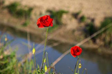 Arka planda su akıntısı olan gelincikler