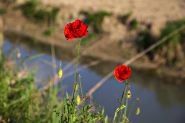 Arka planda su akıntısı olan gelincikler
