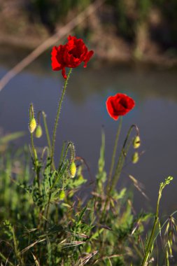 Arka planda su akıntısı olan gelincikler
