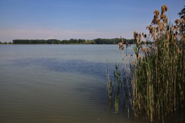 Açık bir günde, İtalya 'nın bir şehrinde, parktaki baston ve ağaçlarla dolu bir nehrin kıyısında.
