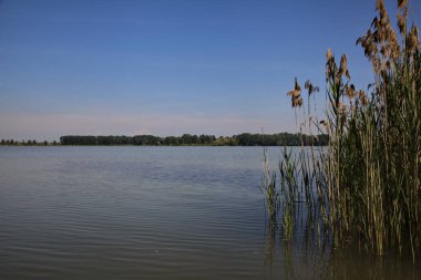 Açık bir günde, İtalya 'nın bir şehrinde, parktaki baston ve ağaçlarla dolu bir nehrin kıyısında.