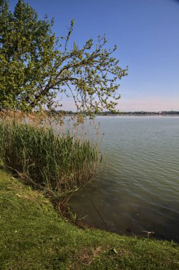 Açık bir günde, İtalya 'nın bir şehrinde, parktaki baston ve ağaçlarla dolu bir nehrin kıyısında.
