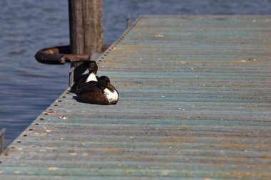 İskelede dinlenen yaban ördekleri