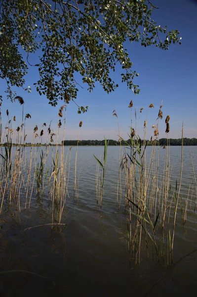 Brzeg Rzeki Trzcinami Drzewami Parku Pogodny Dzień Włoskim Miasteczku — Zdjęcie stockowe