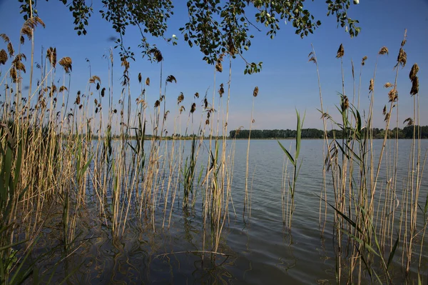 Rivage Une Rivière Avec Des Cannes Des Arbres Dans Parc — Photo