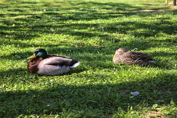 Stockenten Schlafen Gras Einem Park — Stockfoto