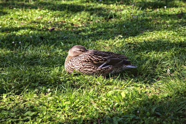 Gräsänder Sover Gräset Park — Stockfoto