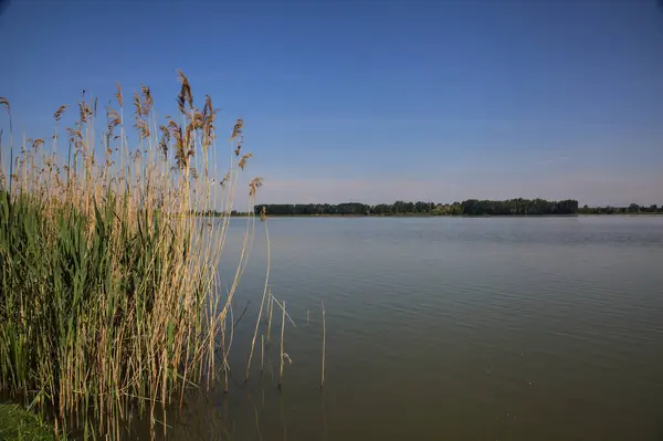 Brzeg Rzeki Trzcinami Drzewami Parku Pogodny Dzień Włoskim Miasteczku — Zdjęcie stockowe