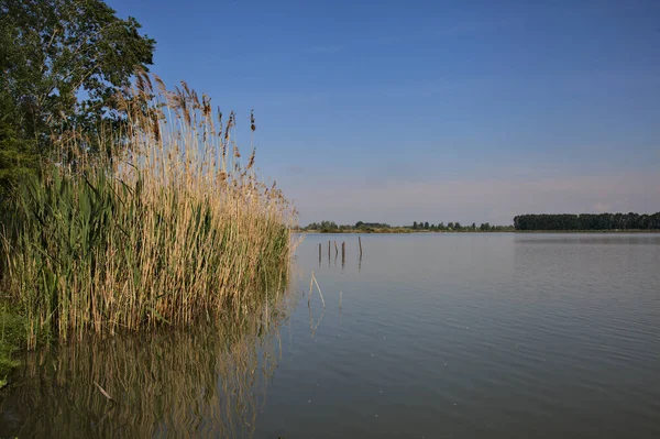 Brzeg Rzeki Trzcinami Drzewami Parku Pogodny Dzień Włoskim Miasteczku — Zdjęcie stockowe