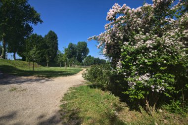 İlkbaharda bir İtalyan kasabasında halk parkında ağaçlarla çevrili bir yol.