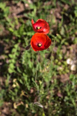 Tarlada açmakta olan gelincikler