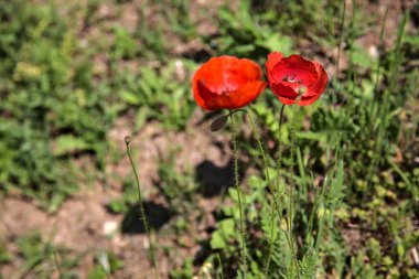 Tarlada açmakta olan gelincikler