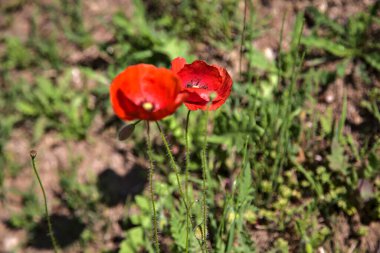 Tarlada açmakta olan gelincikler