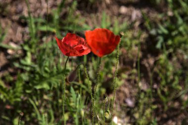 Tarlada açmakta olan gelincikler