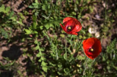 Tarlada açmakta olan gelincikler