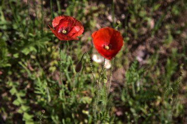 Tarlada açmakta olan gelincikler