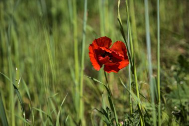 Tarlada açmakta olan gelincikler