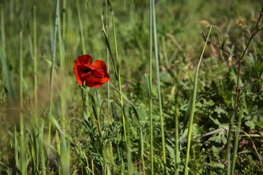 Tarlada açmakta olan gelincikler