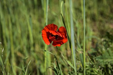 Tarlada açmakta olan gelincikler