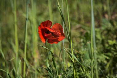 Tarlada açmakta olan gelincikler