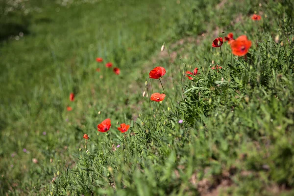 Mohn Blüht Auf Einem Feld — Stockfoto