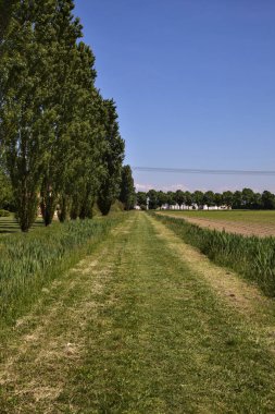 İtalya 'nın kırsal kesimindeki tarlanın yanındaki selvi çiçekleri.