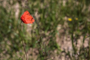 Çiçekli gelincikler çimlerde