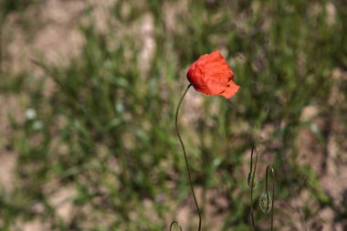 Çiçekli gelincikler çimlerde