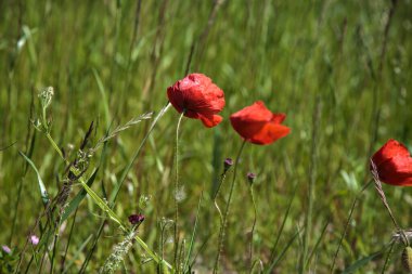 Çiçekli gelincikler çimlerde