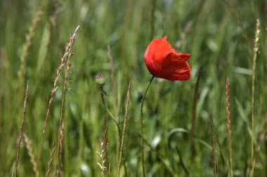 Çiçekli gelincikler çimlerde