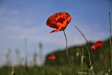 Arka planda gökyüzü olan bir alanda gelincikler