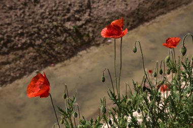 Çiçek açmış gelincikler ve neredeyse kurumuş bir su akıntısı.