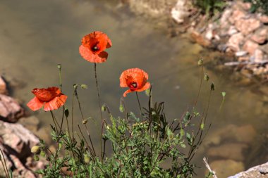 Çiçek açmış gelincikler ve neredeyse kurumuş bir su akıntısı.