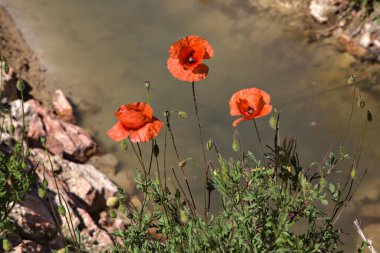 Çiçek açmış gelincikler ve neredeyse kurumuş bir su akıntısı.