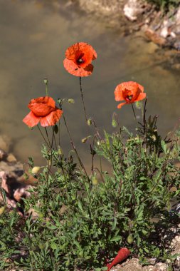 Çiçek açmış gelincikler ve neredeyse kurumuş bir su akıntısı.