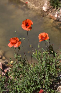 Çiçek açmış gelincikler ve neredeyse kurumuş bir su akıntısı.