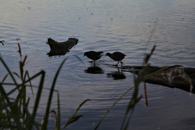Bataklık tavukları, gölün kıyısında yüzen bir kütüğün üzerinde duruyor.