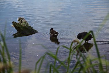 Bataklık tavukları, gölün kıyısında yüzen bir kütüğün üzerinde duruyor.