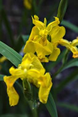 Su zambağı ve yeşillik yakından görülüyor.
