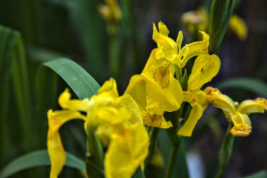 Su zambağı ve yeşillik yakından görülüyor.