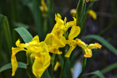 Su zambağı ve yeşillik yakından görülüyor.