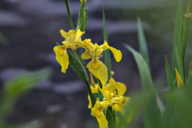 Su zambağı ve yeşillik yakından görülüyor.